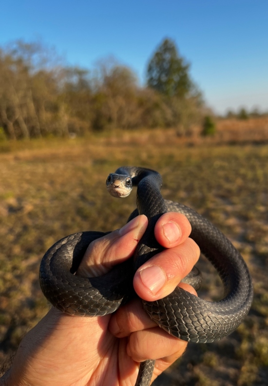 Southern Black Racer